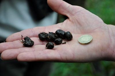 Deer droppings