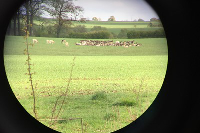 Herd of fallow
