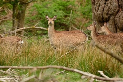 Sika and fallow