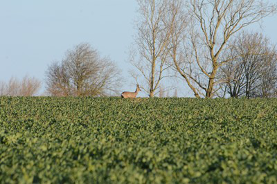 Roe Buck
