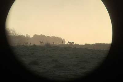 Sika deer