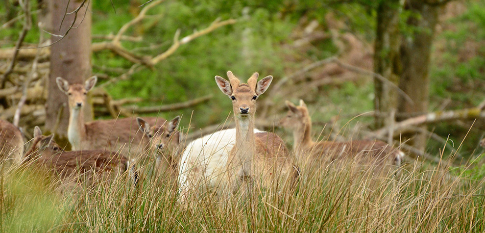 Fallow Deer